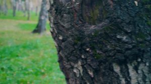 В ПЕРВЫЙ РАЗ СОБАЧКА И КОШКА ГУЛЯЮТ ВМЕСТЕ ! БАТТЕРС И ЭЛИС НА УЛИЦЕ