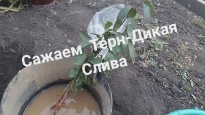 Сажаем Терн , осенью (колючая или дикая слива)