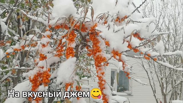 Огород где все растет завалило снегом 4 октября капусту замело! Зима в Сибири.