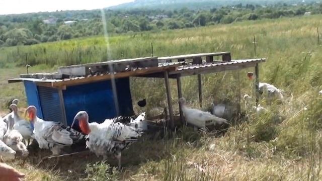 ЭМ-технология для выращивания кроликов, индюков, гусей и др.