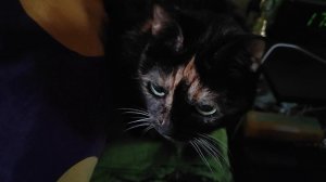 Немного о наших кошечках. Люся, пятнистая, ей 14 лет. И Маруся, чёрненькая, ей 7 лет.