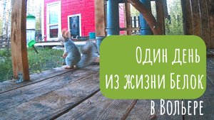 Один день из жизни Белок в Вольере на даче