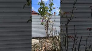 Крымск дом с участком.