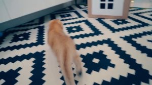 КОТЕНОК Спрятался в СЕКРЕТНОМ ДОМИКЕ из КАРТОНА | КОШЕЧКА БАТТЕРС Подружилась с КОТЕНКОМ