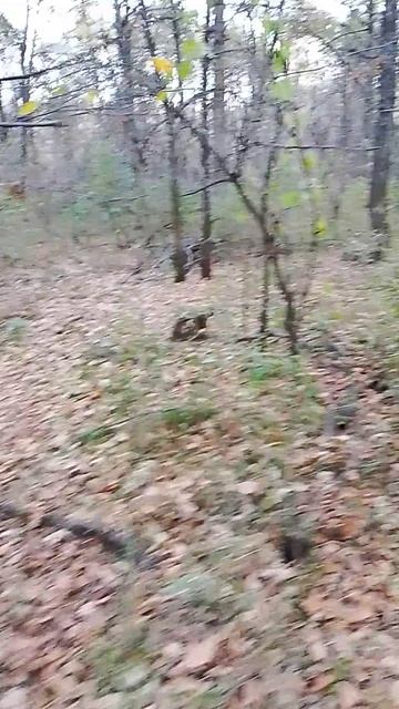 начало октября в лесу