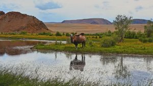 Дискавери: животные дикой природы планеты 8K ВИДЕО, ULTRA HD, HDR - Dolby Vision (8K 4K TV)