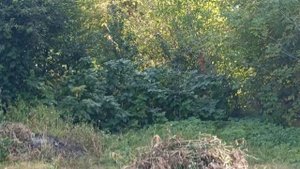 Беглянка вернулась. На улице тепло, а куры взаперти.