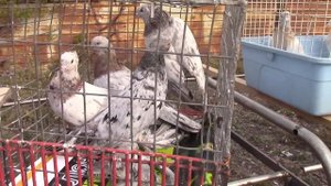 Ярмарка Голубей. Г.Магнитогорск. 21.09.2025