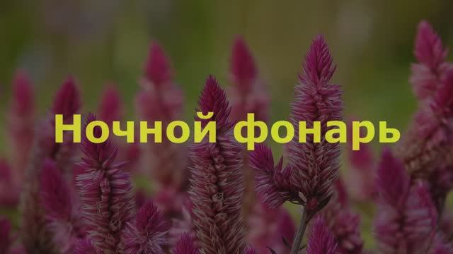 Ночной фонарь смотреть онлайн