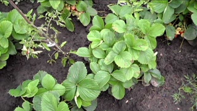 Урожай клубники шесть ведер