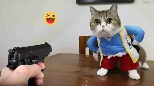 Приколы с котами  СМЕШНЫЕ ЖИВОТНЫЕ