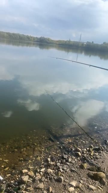 Очередной пустой водоем!#fishing #рыбалканафидер смотреть онлайн