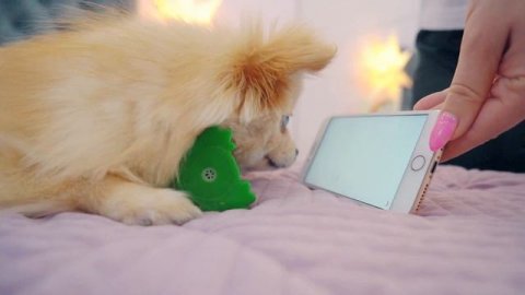 ПЕСИК И КОШЕЧКА СМОТРЯТ МУЛЬТИКИ ДЛЯ ЖИВОТНЫХ