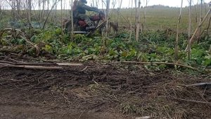 На мотоцикле Минск по тростнику-борщевику!
