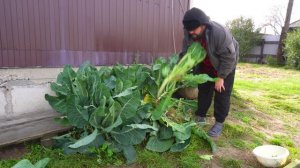 УБРАЛ ПОСЛЕДНЕЕ ИЗ ОГОРОДА И ПОКОРМИЛ ХОЗЯЙСТВО СПОКОЙНАЯ ЖИЗНЬ В СИБИРИ