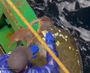 Люди часто очищают морских черепах от наростов, таких как ракушки и другие морские организмы, кот...