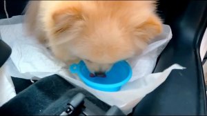 24 часа В МАШИНЕ С КОШКОЙ И СОБАКОЙ | Путешествие Кошечки Баттерс и Собачки Элис