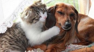 СМЕШНЫЕ КОТЫ И СОБАКИ | ЛУЧШИЕ ПРИКОЛЫ С КОТАМИ, КОШКИ, ЖИВОТНЫЕ