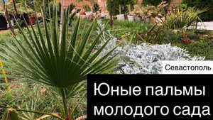 Юные пальмы молодого сада в Севастополе