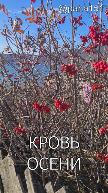 КРОВЬ ОСЕНИ смотреть онлайн