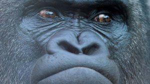 Factorio Spase Age. Я инженер, клянусь!