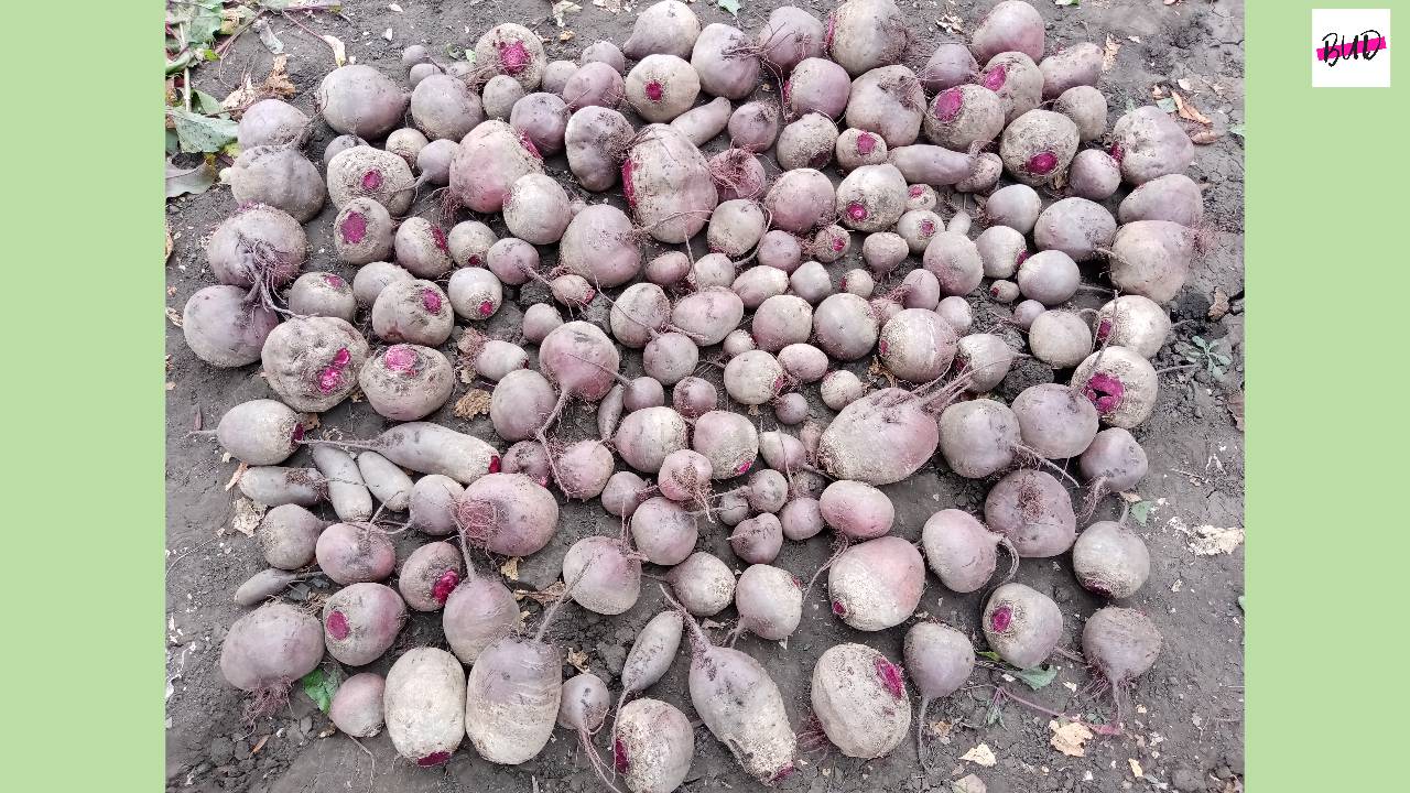 СОРТА И УРОЖАЙ СВЕКЛЫ 2025.