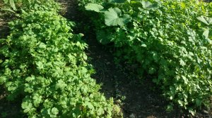 Наша жизнь станичная, без приукрас. Жизнь на пенсии.