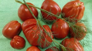 Лучшие из лучших грушевидных сортов томатов в моей коллекции.