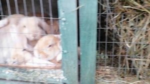 Кролиководство!! Разведение кроликов, порода - "Французский баран".