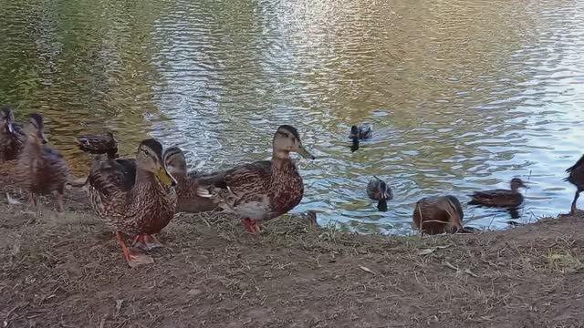Утки наступают и окружают 😂 смотреть онлайн