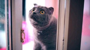 ПРАНК КОТИКА НАД ХОЗЯЙКОЙ | РАЗЫГРАЛА ХОЗЯЙКУ