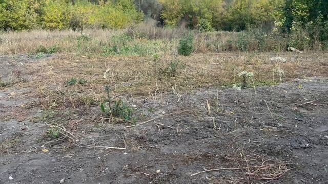 Огород зарос, разгребаю))