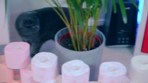 ТУННЕЛЬ для КОШКИ и СОБАКИ из ТУАЛЕТНОЙ БУМАГИ ! ИГРЫ для ДОМАШНИХ ЖИВОТНЫХ