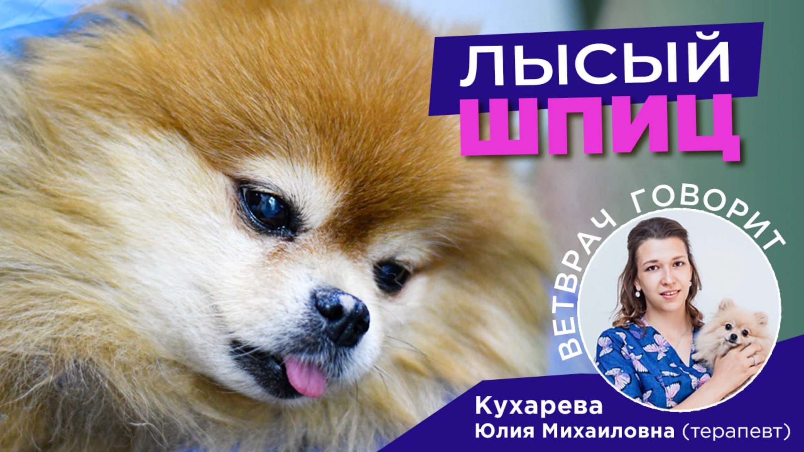 Почему лысеет шпиц: рассказывает дерматолог Юлия Кухарева