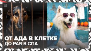 Все грани «собачьей жизни» | Это Москва — Москва 24