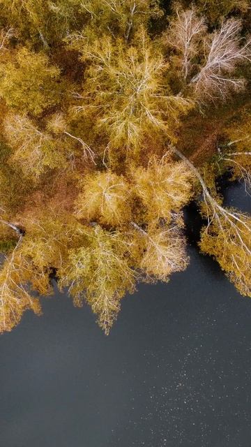 Золотая чешуя осени..