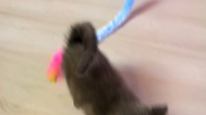 КОТЕНОК БАТТЕРС ГОТОВИТСЯ К ПОЕЗДКЕ | КУПИЛИ ВЕЩИ К ПЕРЕЕЗДУ И НОВЫЕ ИГРУШКИ | КОТЕНОК ДОВОЛЕН