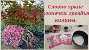 Убираю георгины.Корни Мирабилиса.