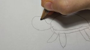 рисуем черепашку.