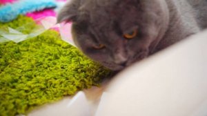 ПРОБЛЕМЫ КАЖДОЙ КОШЕЧКИ