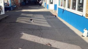 Коты Краснодара