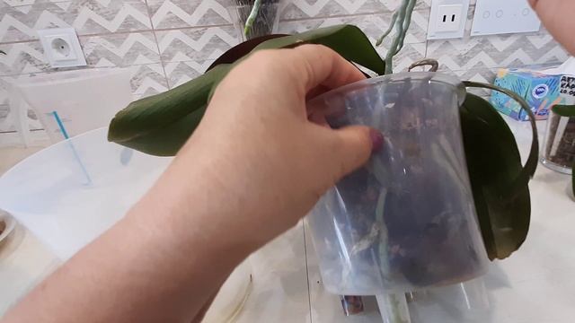 Готовлю обед, отделяю орхидейных деток, пересаживаю орхидеи.