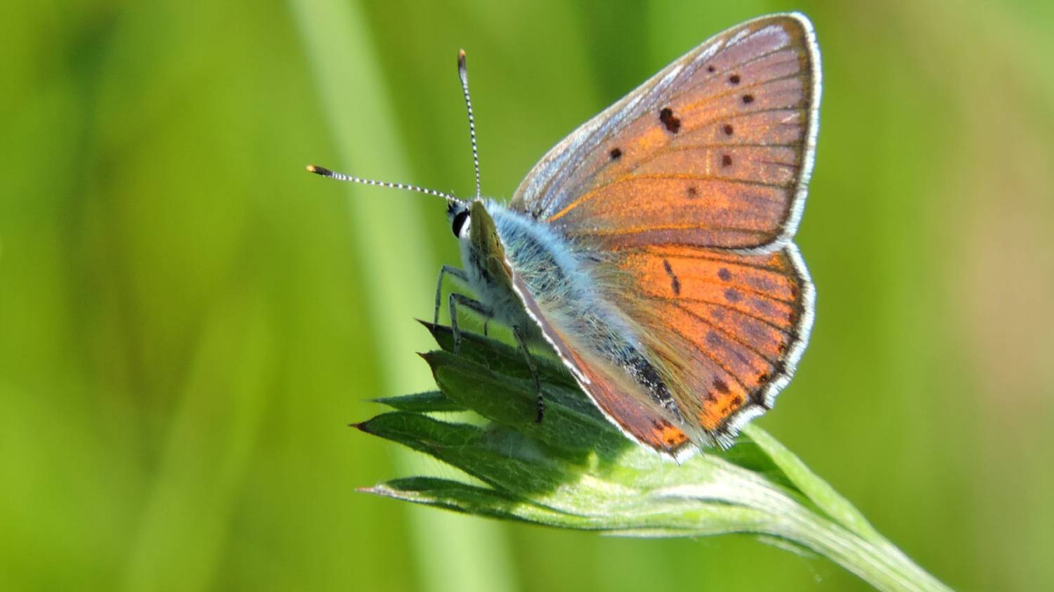 The Chervonets Butterfly