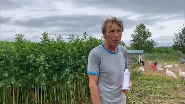 Технология пастбищного выращивания птицы с ЭМ-Вита на примере КФХ Владмила (Приморский край)