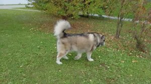 Давай играть, хапуга 😂🐻🫣🐾🐺❤️ #маламут аляскинский #собака 29.09.2025 VID_20250929_082226