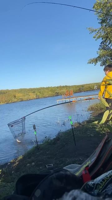 Паровозик да не тот… поклевка дикого карася! #fishing #рыбалканафидер #carpfishing смотреть онлайн