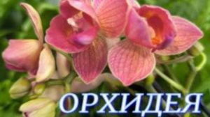 №1128/ КРАСИВЫЕ орхидеи в маг. ОРХИДЕЯ