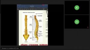 общее строение позвонка