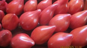 Помидоры, словно сегодня с куста! Идеально сохранились в комнатных условиях!