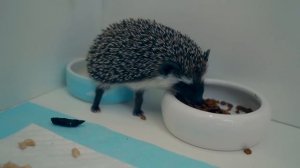 ПЕРВЫЙ ДЕНЬ С ЕЖИКОМ | ОДИН ДЕНЬ С ЕЖОМ - ОН НА МЕНЯ ФЫРЧИТ